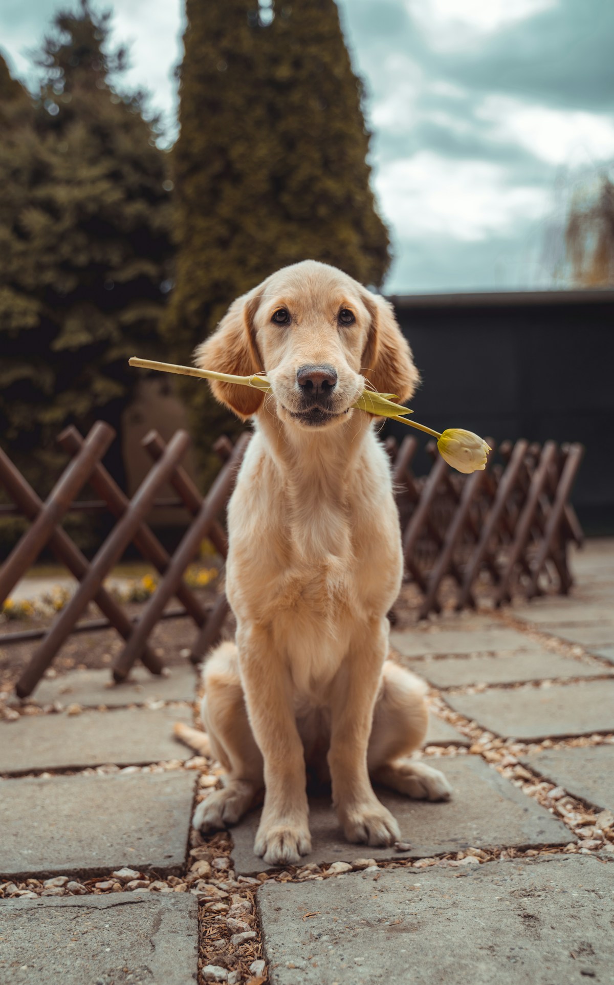 Dog portrait illustrating individual face and coat references